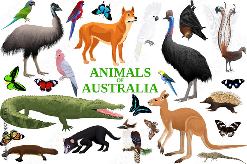 Vector set of Australian animals, birds, reptiles, insects and reptiles.