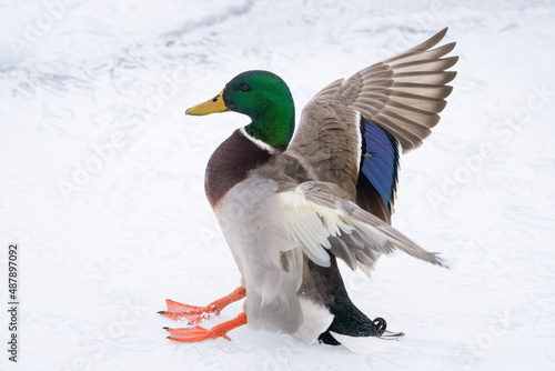 vibrant mallard duck male with spread wings is landing on ice © J.A.