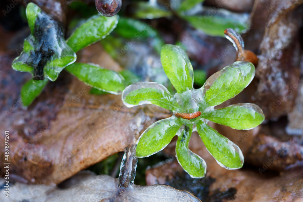 Frozen leaf of a plant in drops of water. Frozen leaf of a plant in drops of water.