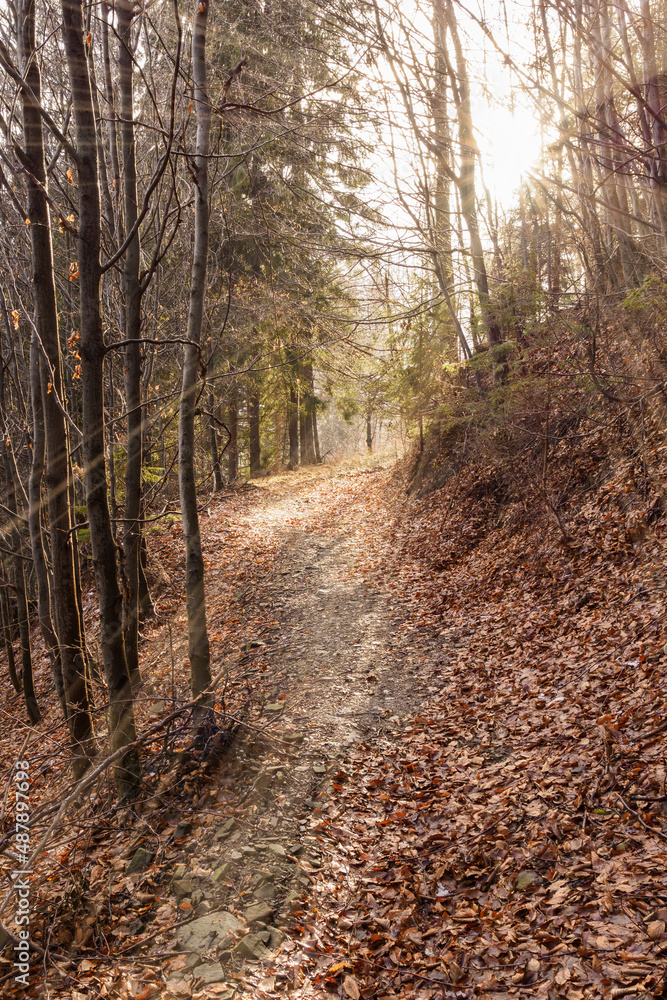 The sun's rays among the tree trunks by a forest path. The sun's rays among the tree trunks by a forest path.