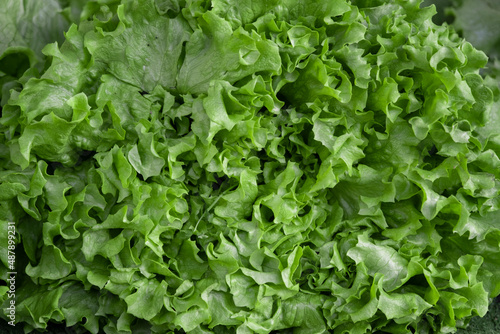 Ripe lettuce sold in the market