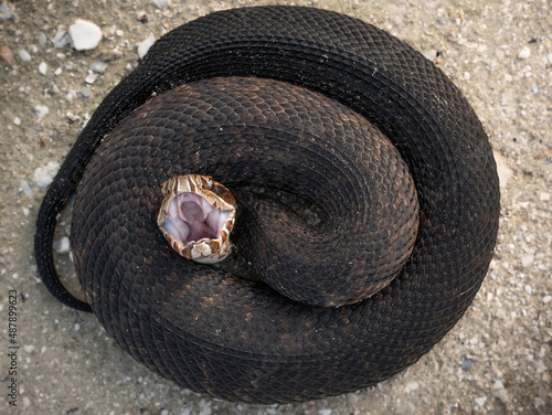 Florida Cottonmouth Agkistrodon piscivorus conanti)