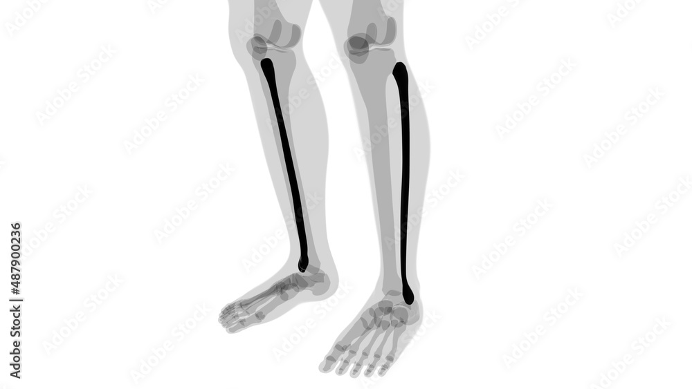 Human skeleton anatomy Fibula Bone 3D Rendering Human skeleton anatomy Fibula Bone 3D Rendering