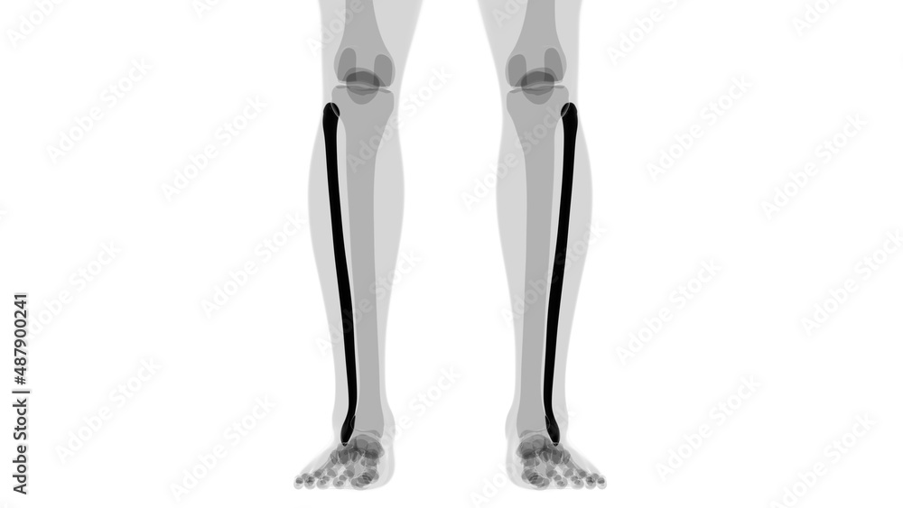 Human skeleton anatomy Fibula Bone 3D Rendering Human skeleton anatomy Fibula Bone 3D Rendering