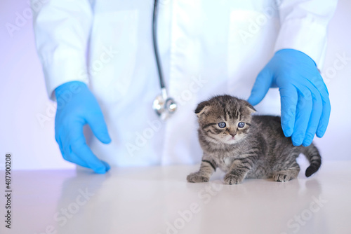 Fototapeta Naklejka Na Ścianę i Meble -  Kitten in a veterinary clinic.Kitten and veterinarian. Scottish fold kitten in the hands of a veterinarian in blue medical gloves on a white table. Baby kitten.