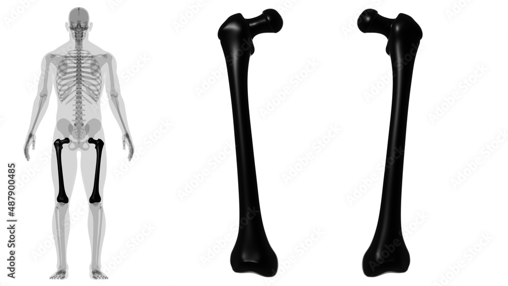 Human skeleton anatomy Femur Bone 3D Rendering Human skeleton anatomy Femur Bone 3D Rendering
