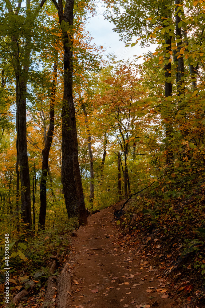 Forest with Fall Foliage in Virginia Forest with Fall Foliage in Virginia
