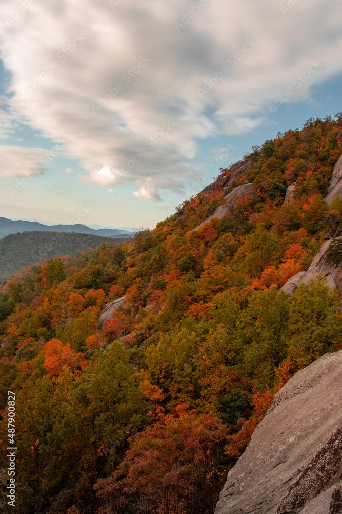 Old Rag Virginia Trees with Foliage 
