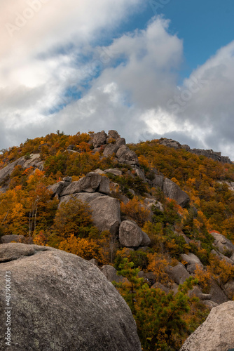 Old Rag Virginia Trees with Foliage 