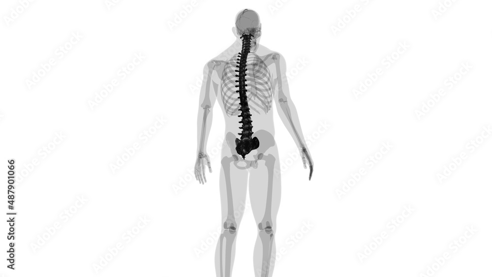 Human Skeleton Vertebral Column Vertebrae Anatomy Human Skeleton Vertebral Column Vertebrae Anatomy