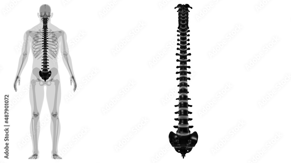 Human Skeleton Vertebral Column Vertebrae Anatomy Human Skeleton Vertebral Column Vertebrae Anatomy