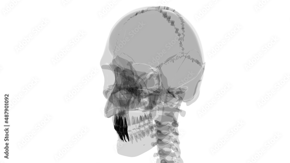 Human Teeth Incisors Anatomy 3D Illustration
