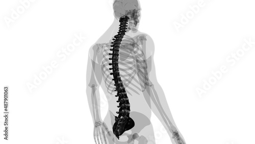 Human Skeleton Vertebral Column Vertebrae Anatomy