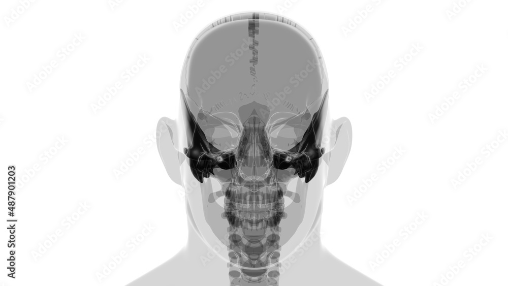 Human Skeleton Skull Temporal Bone Anatomy For Medical Concept Human Skeleton Skull Temporal Bone Anatomy For Medical Concept