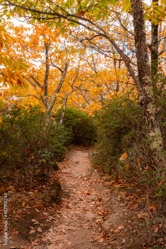 Path in Autumn Forest at Old Rag Virginia