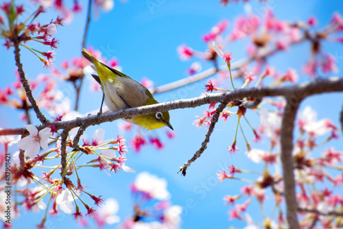 桜の木に止まるメジロ