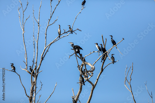 Three black shags (cormorants) silhouettes fly away in the sky High quality photo photo