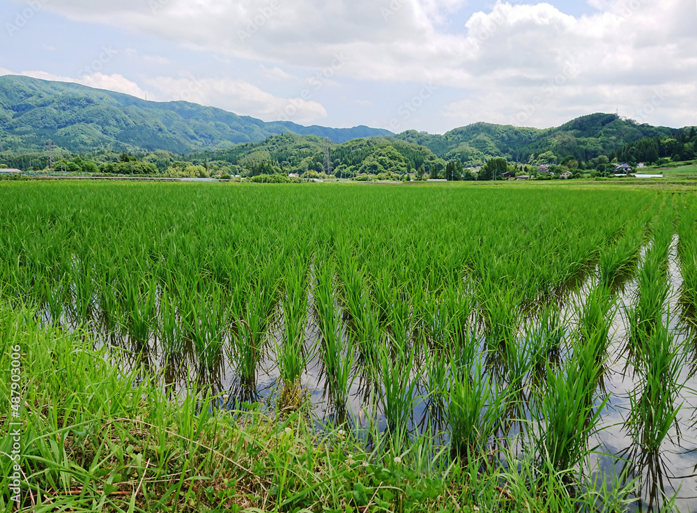 水田のある田園風景 水田のある田園風景
