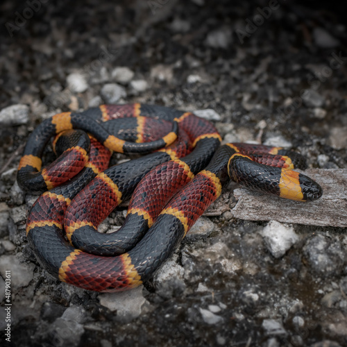 Eastern Coral Snake (Micrurus  fulvius  fulvius0 photo