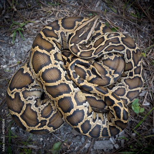 Burmese python (Python bivittatus)
