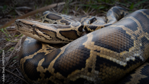 Burmese Python (Python bivittatus)