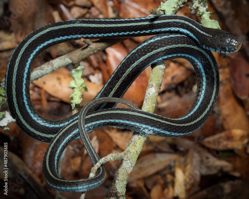 Bluestripe Garter Snake (Thamnophis sirtalis similis) photo