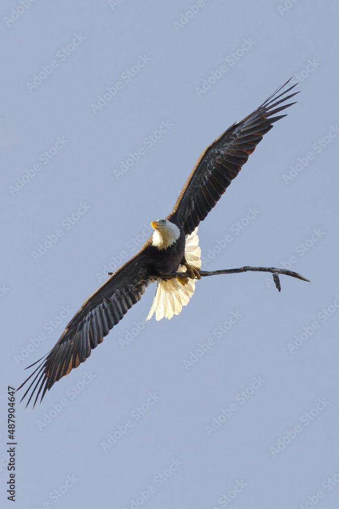 Obraz premium Bald eagle at White Rock Lake, Dallas, Texas.