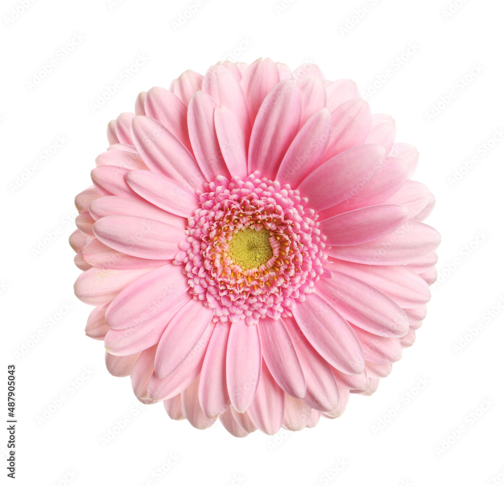 Beautiful pink gerbera flower isolated on white Beautiful pink gerbera flower isolated on white