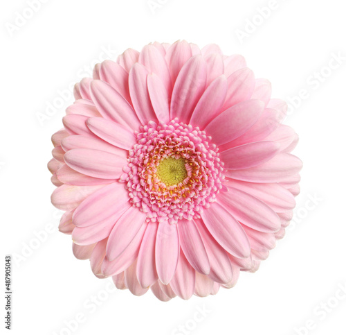Beautiful pink gerbera flower isolated on white © New Africa