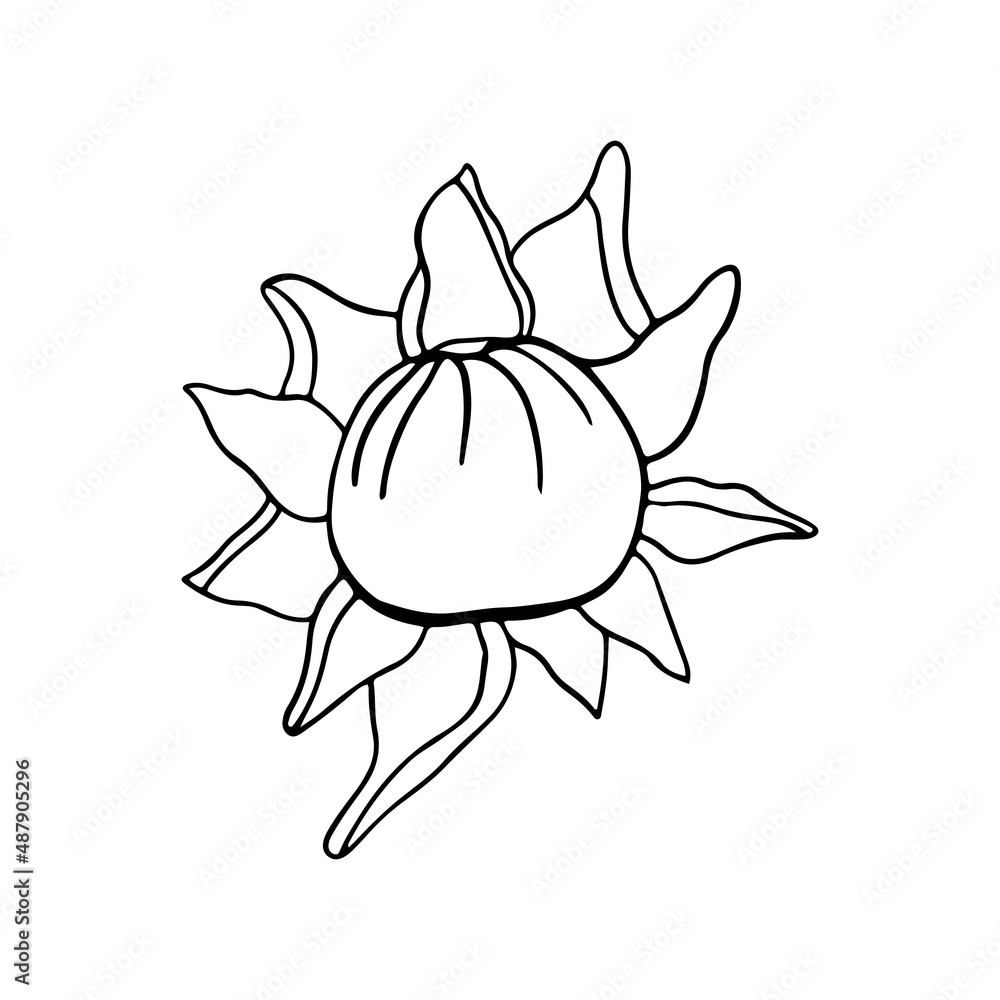 Isolated doodle bud peony in line art style on white background for beauty design and postcard decoration Isolated doodle bud peony in line art style on white background for beauty design and postcard decoration