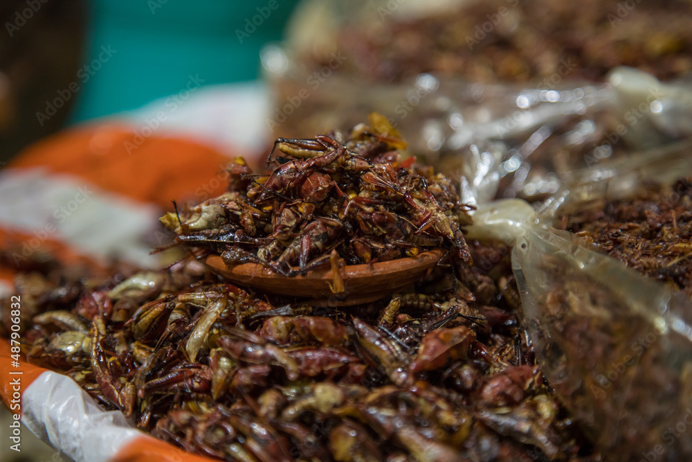 Chapulines Oaxaqueños Stock Photo 