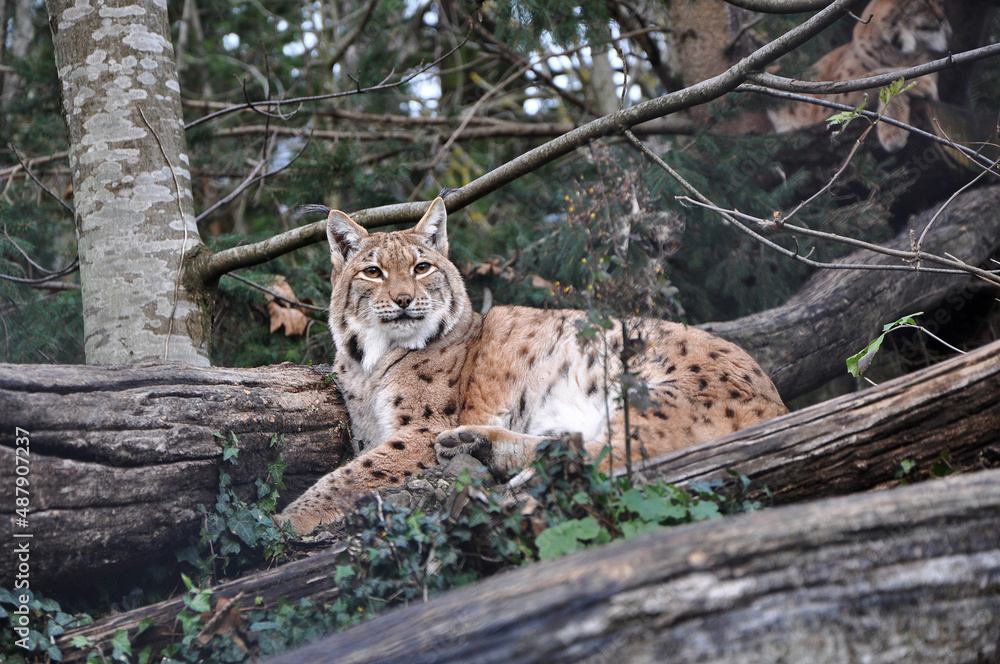 LINCE LINCE