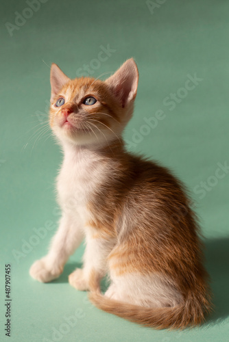 Orange baby cat on turquoise background