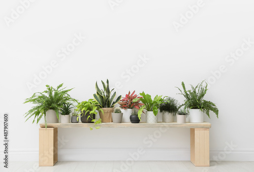 Many different houseplants near white wall in room © New Africa