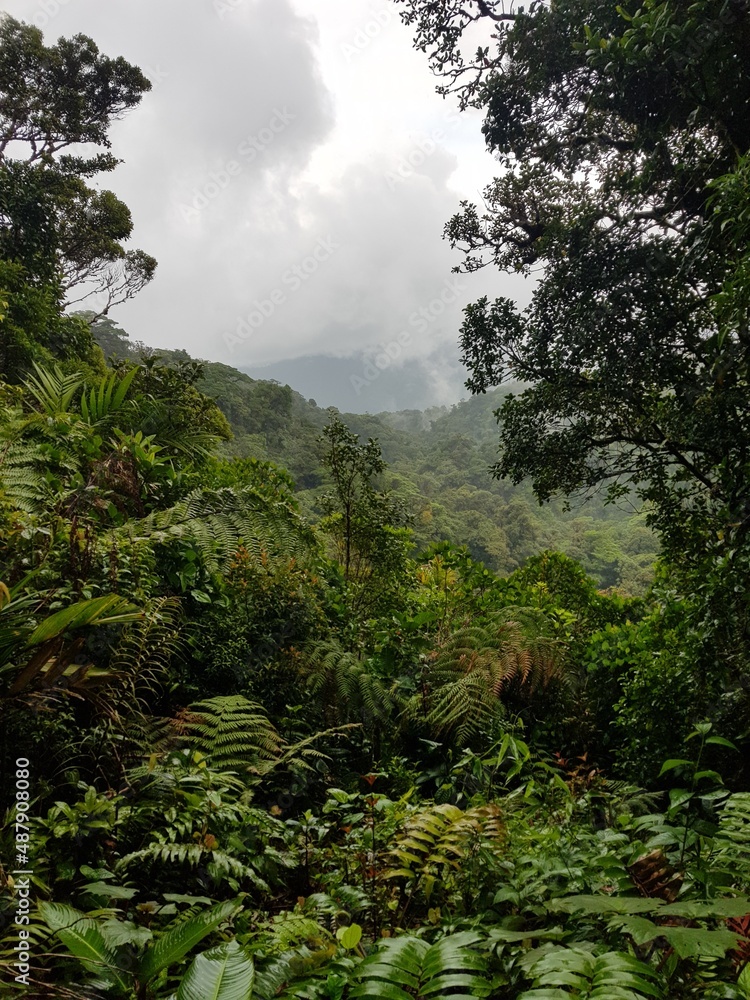 View of the cloud forest in Monteverde, Costa Rica
View of the cloud forest in Monteverde, Costa Rica