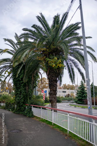 A lush palm tree on the roadside of a busy resort town.