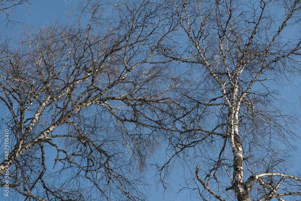 Bare tree branches in winter against the blue sky. Bare tree branches in winter against the blue sky.