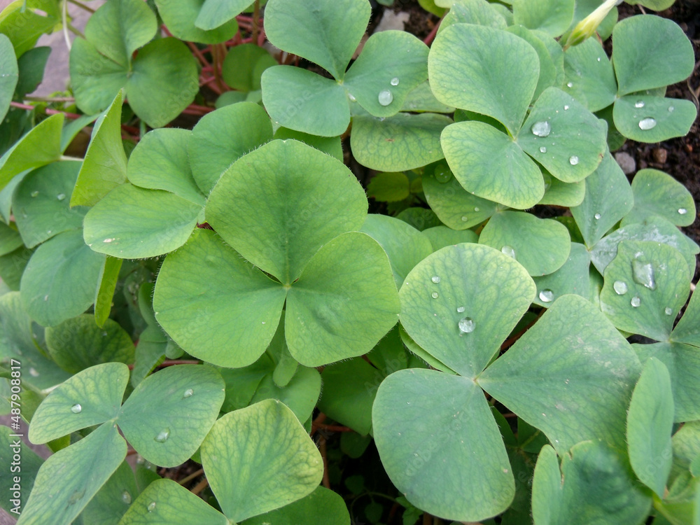 Clover background with raindrops in summer Clover background with raindrops in summer