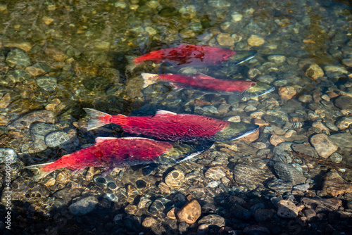 Spawining Sockeye Salmon in Swimming Shallow Creek photo