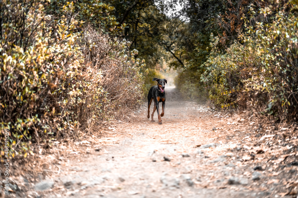 Obraz premium Doberman en el bosque mexicano en el cerro del ajusco de la ciudad de México
