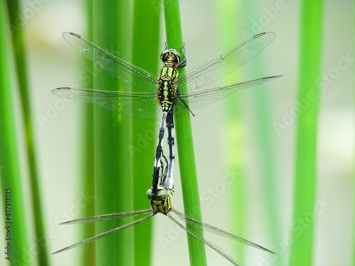 dragonfly mating on a branch photo