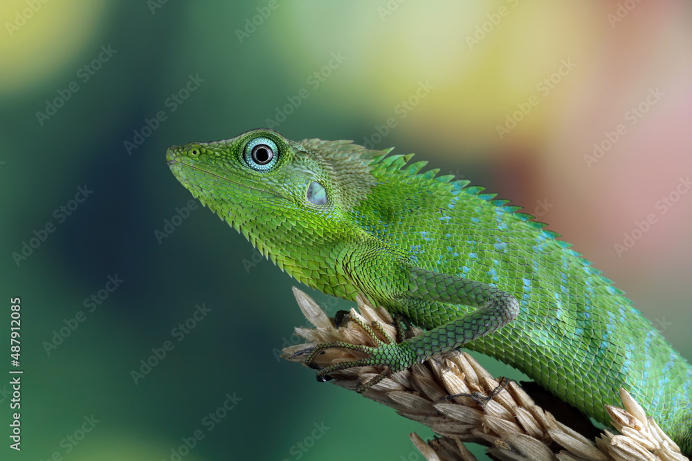 Jubata green lizard habitat in Indonesia Jubata green lizard habitat in Indonesia