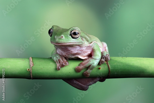 Slika na platnu Australian green tree frog