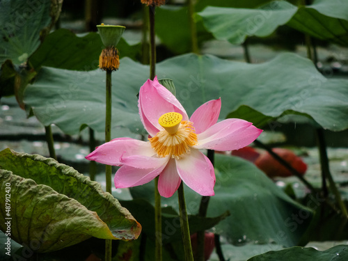 pink lotus flower in the lake