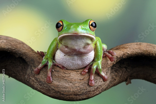 White lipped tree frog, green tree frogs