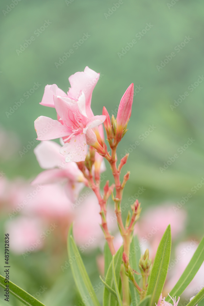 Closeup of beautiful flowers blooming in garden, Dreamy concept