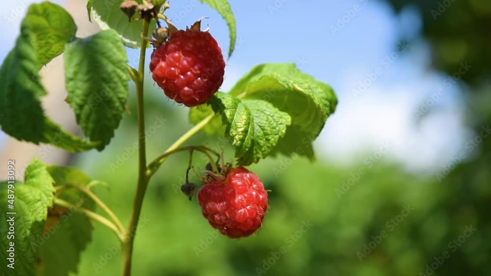 red ripe raspberries on a green garden background red ripe raspberries on a green garden background
