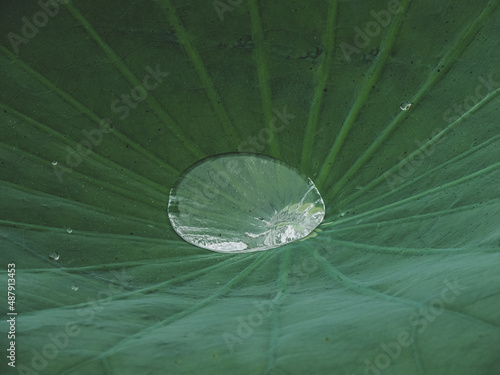 water drops on a leaf