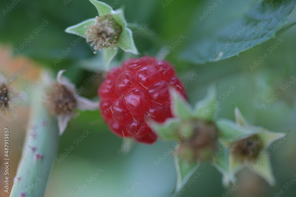 close-up of the ripe raspberry in the fruit garden close-up of the ripe raspberry in the fruit garden