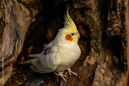 Yellow-gray parrot cockatiel sits inside a tree. Beautiful colors. photo